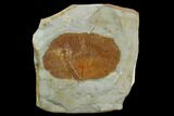 Fossil Leaf (Zizyphoides) - Montana #120773-1